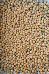 Germination of seeds in a special tray. Tray with grid for microgreening. Pea seeds with sprouts, supera species. Correct and healthy diet. Greenery on the window all year round. Vitamin feeding