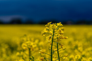 Obraz premium yellow rapeseed field with dark sky