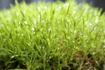 Drops of water on Sagina.