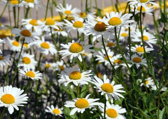 Fototapeta premium Margeriten