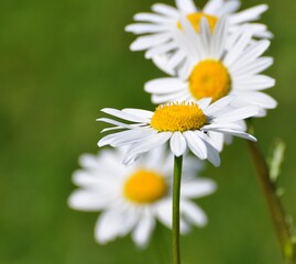 Obraz premium Margeriten