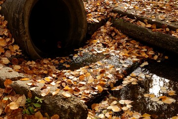 Large pipe with water in the autumn forest