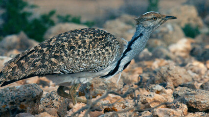 nature and animals in the canary islands