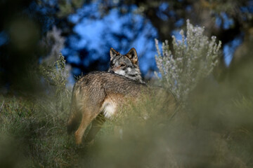 Iberian wolf // Iberischer Wolf // Lobo ibérico (Canis lupus signatus) © bennytrapp