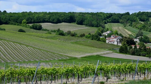 CHARENTES, REGION OF COGNAC, TIMELAPSE VINEYARDS OF COGNAC NEAR BOUTEVILLE, REGION OF GREAT CHAMPAGNE FOR THE COGNAC APPELLATION, THE VILLAGE OF BOUTEVILLE, ITS CHATEAU AND ITS ROMAN CHURCH