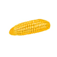 Isolated with fresh ripe corn cobs. Yellow corn. White background 