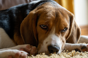 Beagle, Hound, dog, pet, small dog, puppy, isolated, tricolour, profile, muscular, companion,...