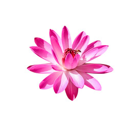Water lily flowers or colorful pink lotus with bee drinking nectar isolated on white background , clipping path