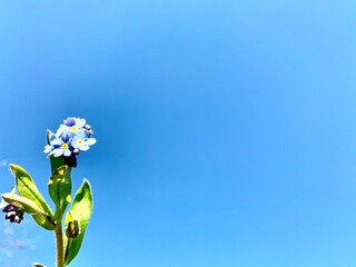 Beautiful blue forget-me-nots against the blue sky. Copy space. Place for your text.