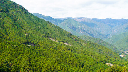 Fototapeta na wymiar 紀伊山地を覆う美しい緑の木々