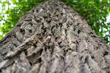 Drzewo - kora