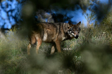 Iberischer Wolf // Iberian wolf // Lobo ibérico (Canis lupus signatus) © bennytrapp