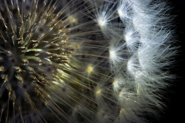 Makroaufnahme in einer Pusteblume -  leuchtende Löwenzahn Samen im Detail