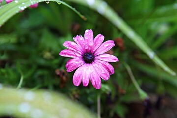 Obraz premium 한국공원의꽃입니다