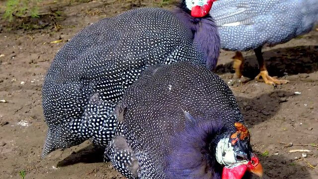 The helmeted guineafowl also known as lebanonfowl (Numida meleagris), zoo Ukraine.