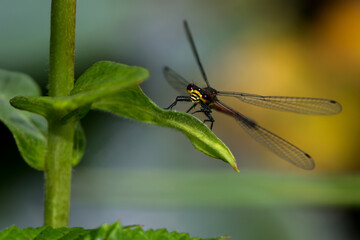dragonfly, macro, closeup, leaf, garden, green, bug, eyes, wing, wings, spring, summer, insect, animal