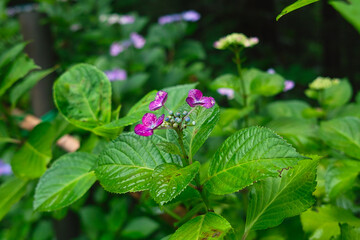 あじさい寺の風景（山形県）
