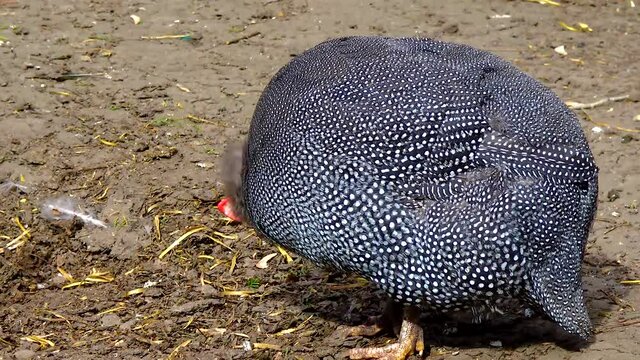 The helmeted guineafowl also known as lebanonfowl (Numida meleagris), zoo Ukraine.