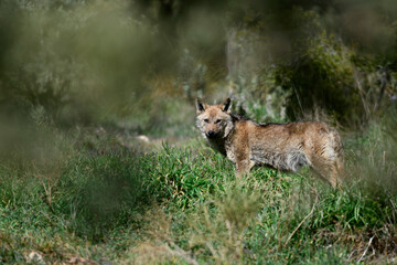 young Iberian wolf // junger Iberischer Wolf (Canis lupus signatus) © bennytrapp