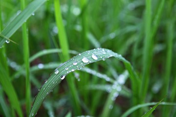 한국의식물입니다