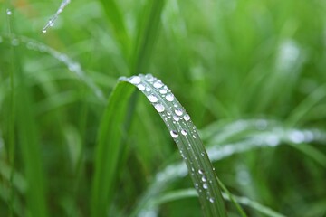 한국의식물입니다