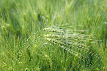 한국의곡류인보리입니다