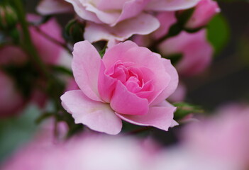 初夏に咲くピンクのバラ