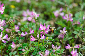 Bee collecting the pollen of  astragalus sinicus flowers