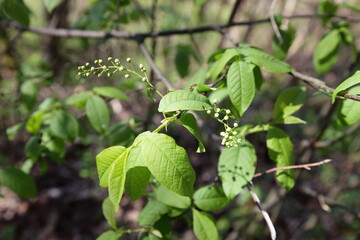 Young green leaves closeup in the European forest at Sunny spring day