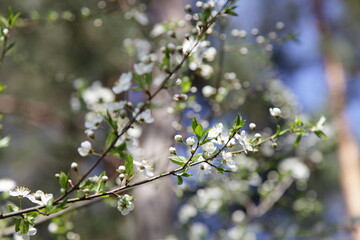 Young wild cherry flowers break out on the branch tree close up on blurred background at Sunny spring day