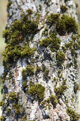 Green Moss on rough cracked weathered gray wooden bark skin of old European tree trunk closeup at spring day