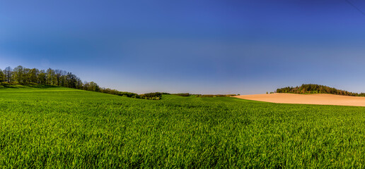 Panorama of green yellow field on the background of blue sky