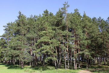 Beautiful pine trees on East European pine forest edge at sunny spring day on clear blue sky...