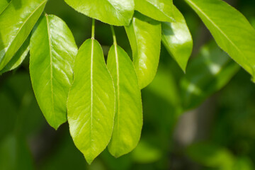 Natural green leaves of pear (Pyrus) close-up.