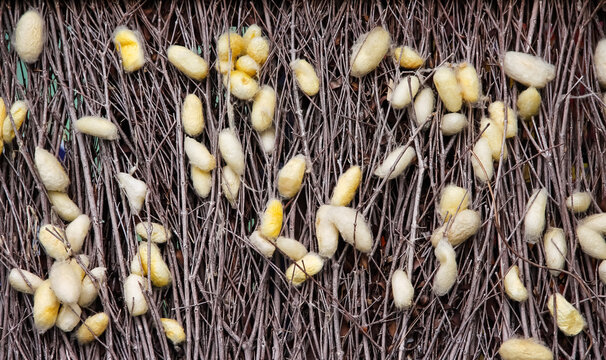 Gold silkworm net cocoons or bombyx mori on dry twigs nature background