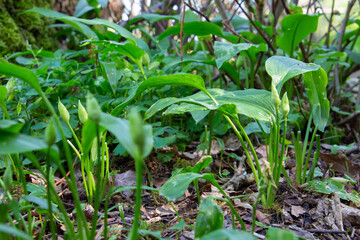 Wild garlic in the forest, also called Allium ursinum