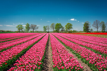 Fototapeta na wymiar Beautiful blooming field of pink tulips in northern Poland