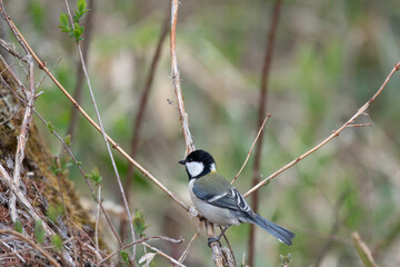 Great tit on a branch