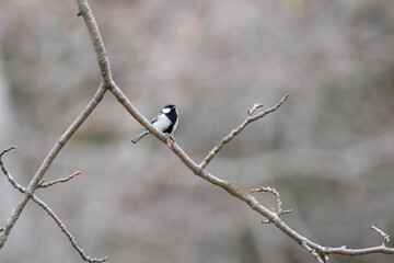 Great tit on a branch