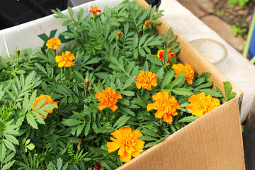 Orange blooming marigolds are packed in a large cardboard box for transport. Sale of plants, seedlings and flowers for home gardening. - 433901818