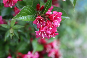 Very beautiful flowers and plant