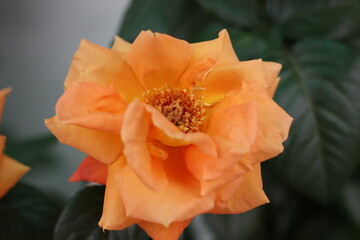 Very beautiful flowers and plant