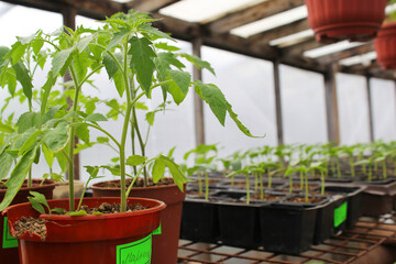 Young plants of tomatoes and cucumbers in a rural greenhouse. Growing plants for the garden and vegetable garden with your own hands. - 433901857