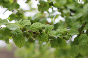 Very beautiful flowers and plant