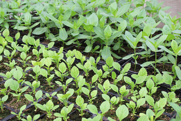 Lots of small young aster plants growing in the greenhouse. Growing plants for home gardening and selling. - 433901880