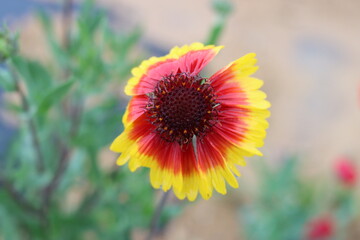 Very beautiful flowers and plant