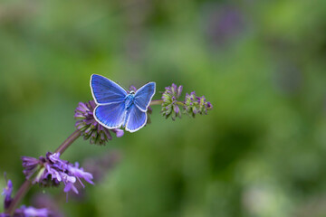 Common Blue butterfly - polyommatus damocles