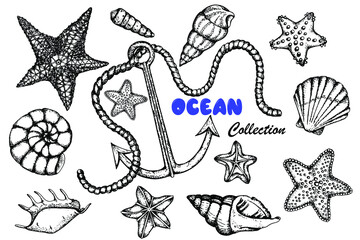 Starfish, seashells and anchor. Set of black and white stock illustrations. Hand drawing. Sketch. Isolated over white background. Design of marine products, labels. Marine and ocean theme.