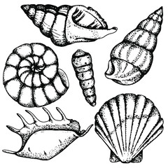 Seashells. Black and white Set of various species. Stock illustration Sketch. Hand drawing.Isolated on white background.