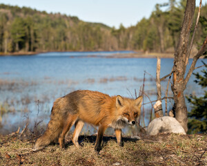 Red Fox Photo Stock. Fox Image.  Close-up profile side view with water and forest background in the springtime  in its environment and habitat. Picture. Portrait.